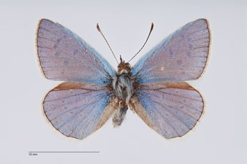 Vorschaubild Polyommatus pfeifferi Brandt, 1938
